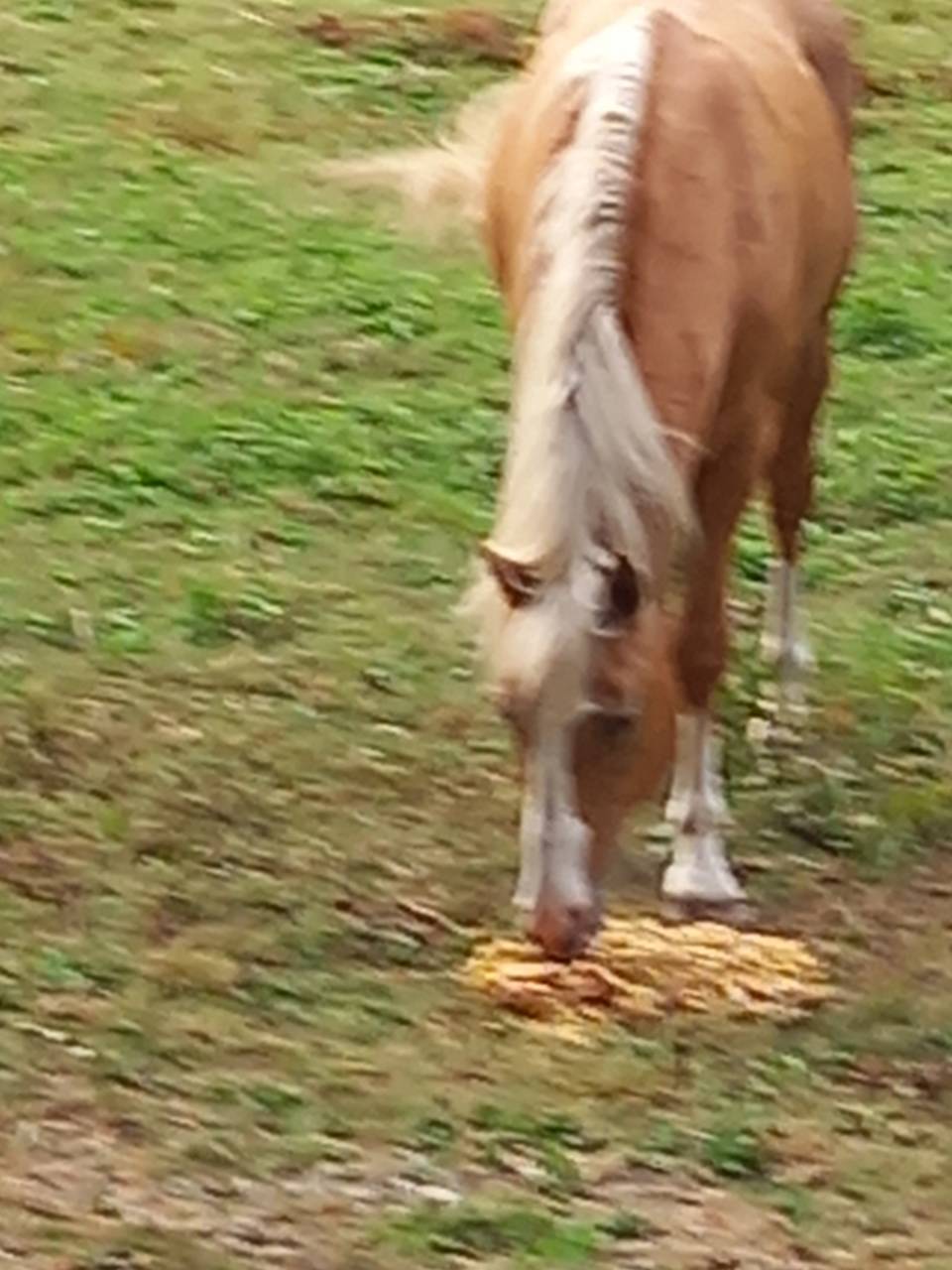 Stallion Palomino For sale 2009 Palomino