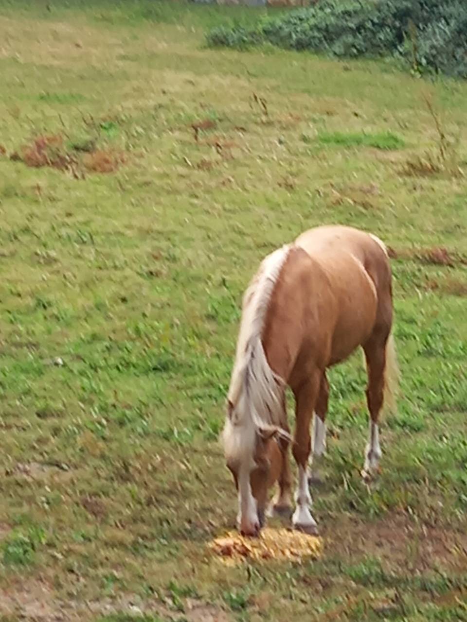 Stallion Palomino For sale 2009 Palomino