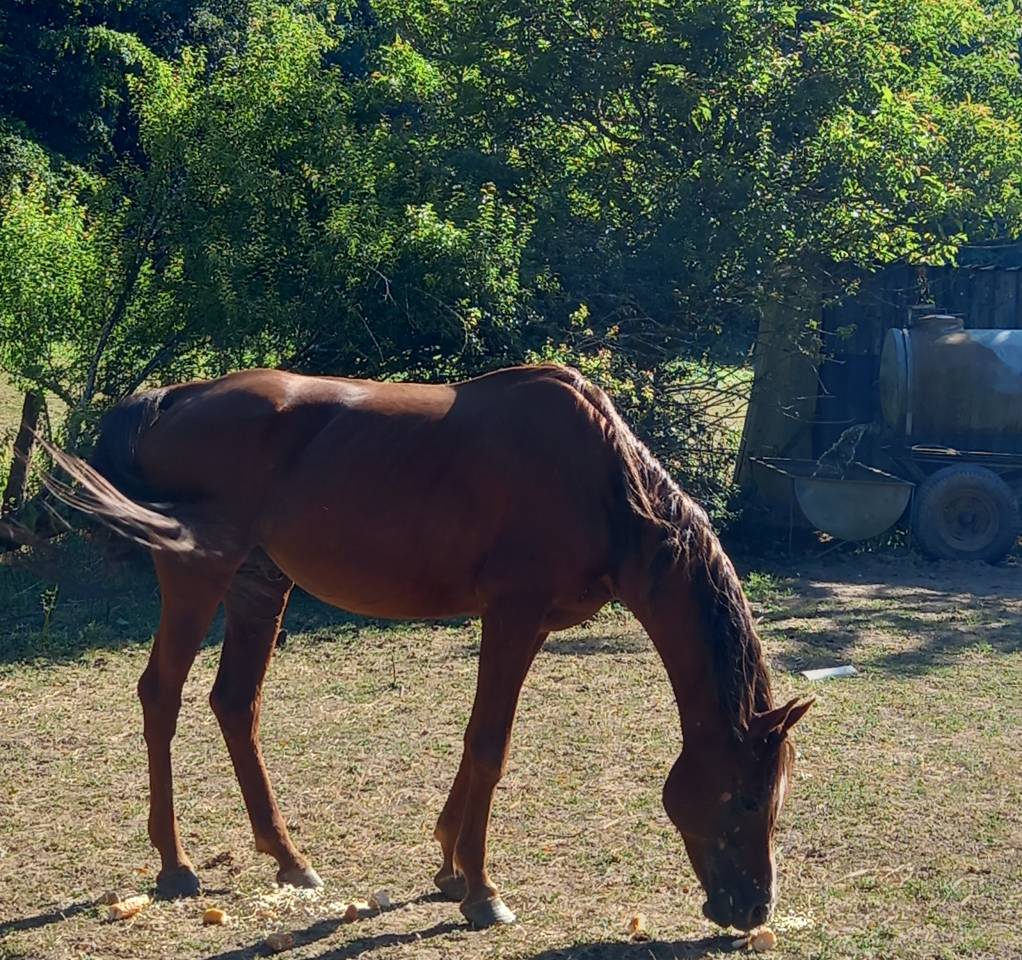 Stallion Palomino For sale 2009 Palomino