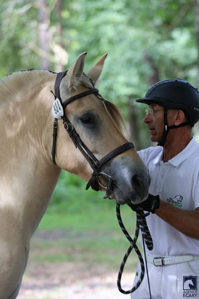 Gelding Fjord For sale 2022 Buckskin