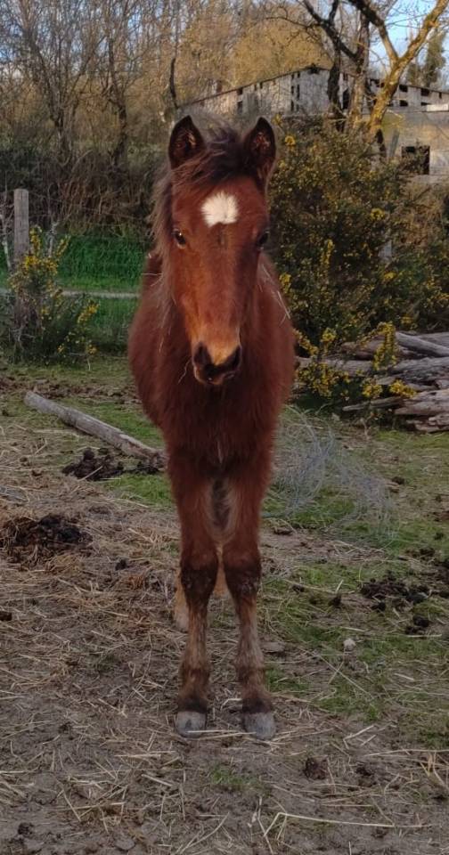 Colt French Saddle Pony For sale 2025 Bay