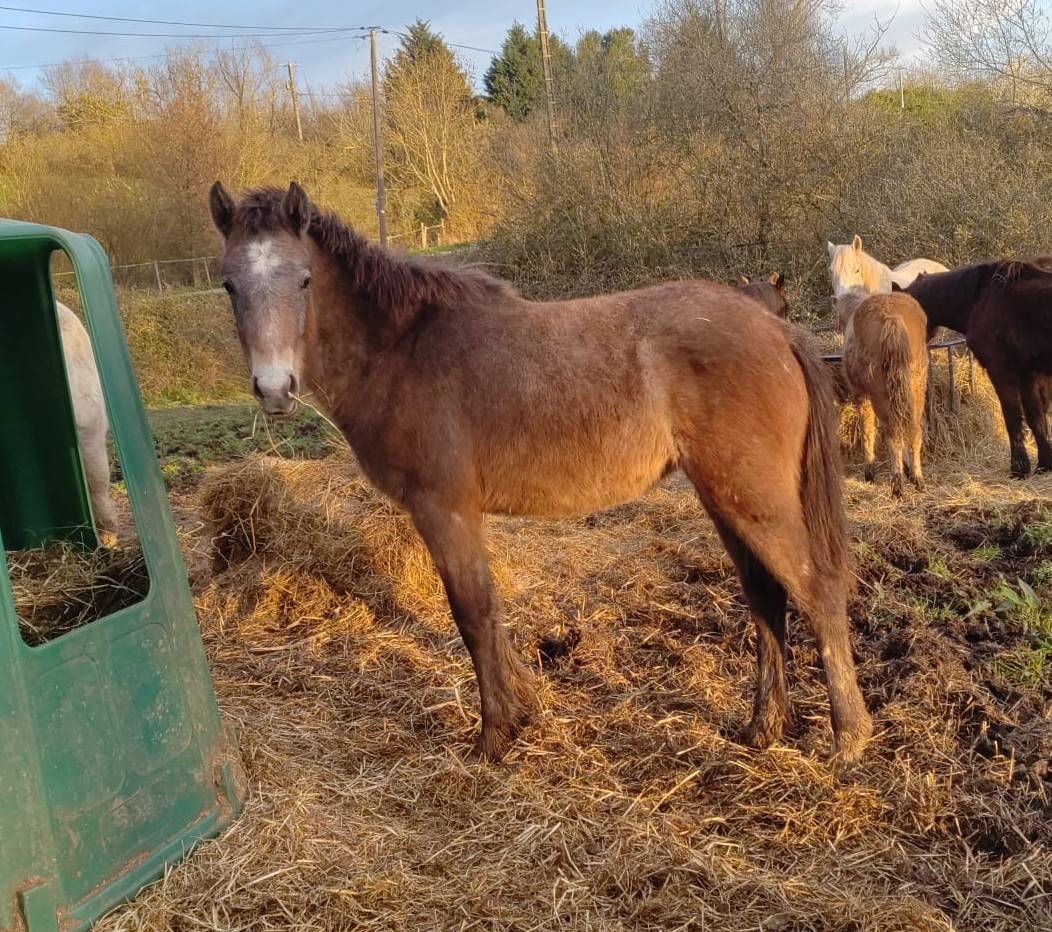 Filly French Saddle Pony For sale 2025 Grey
