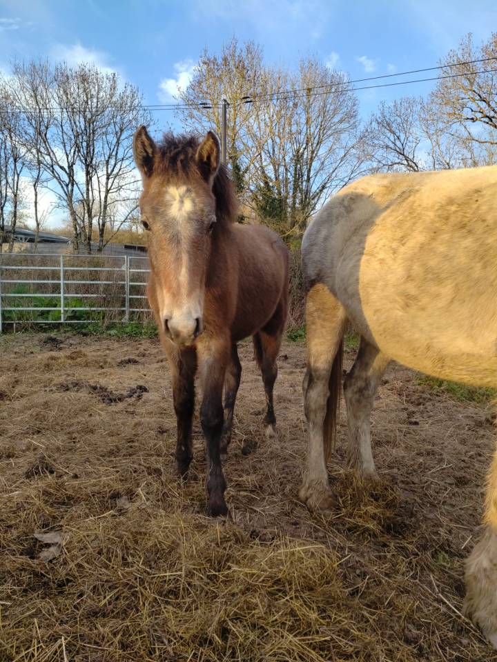 Filly French Saddle Pony For sale 2025 Grey