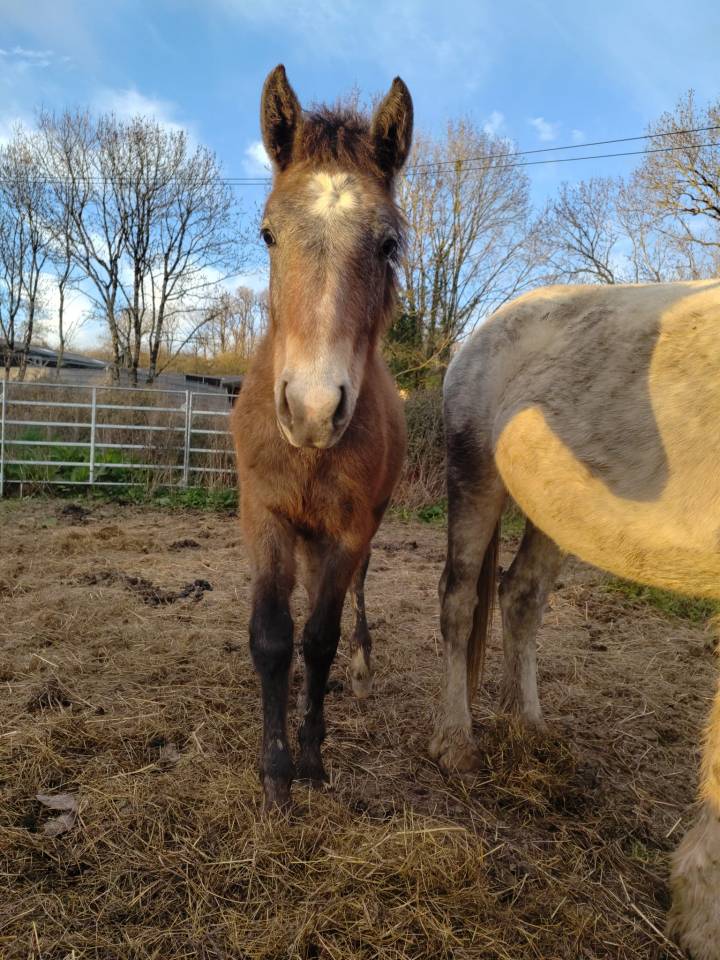 Filly French Saddle Pony For sale 2025 Grey