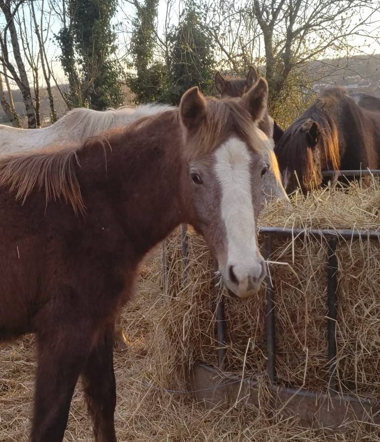 Colt French Saddle Pony For sale 2025 Grey