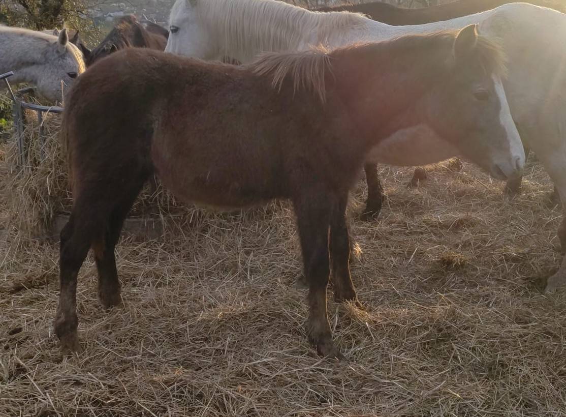 Colt French Saddle Pony For sale 2025 Grey