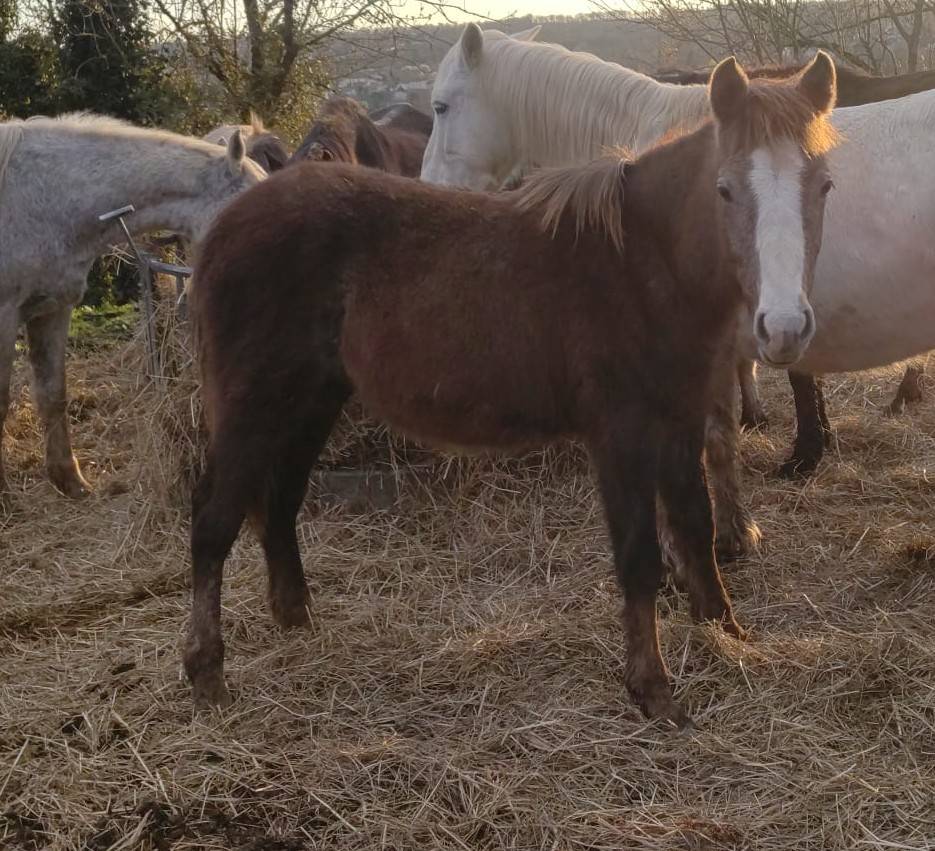 Colt French Saddle Pony For sale 2025 Grey