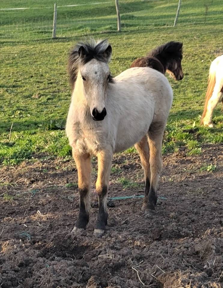 Colt New Forest For sale 2025 Buckskin