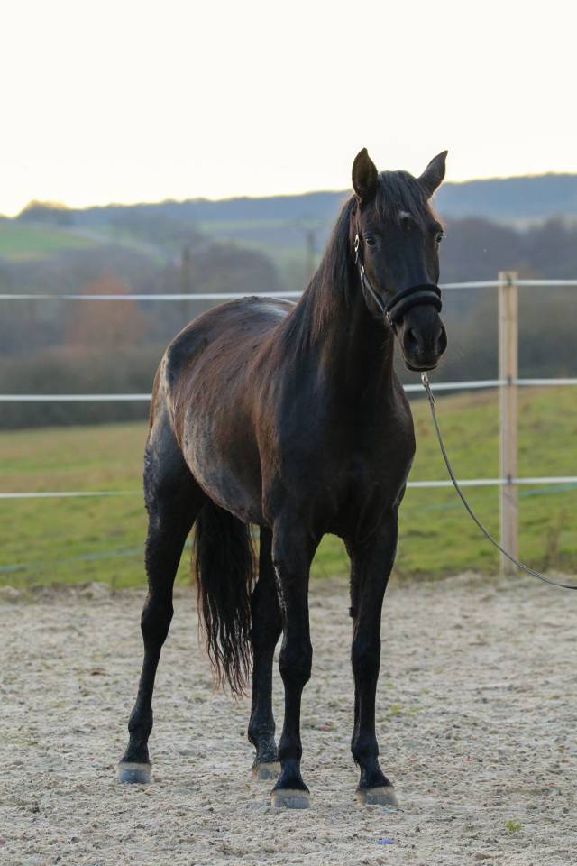 Mare PRE Pure Spanish Bred For sale 2020 Black
