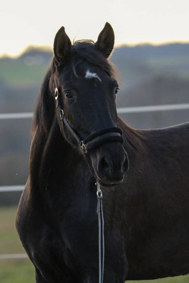 Mare PRE Pure Spanish Bred For sale 2020 Black
