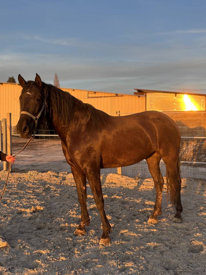 Mare PRE Pure Spanish Bred For sale 2020 Black