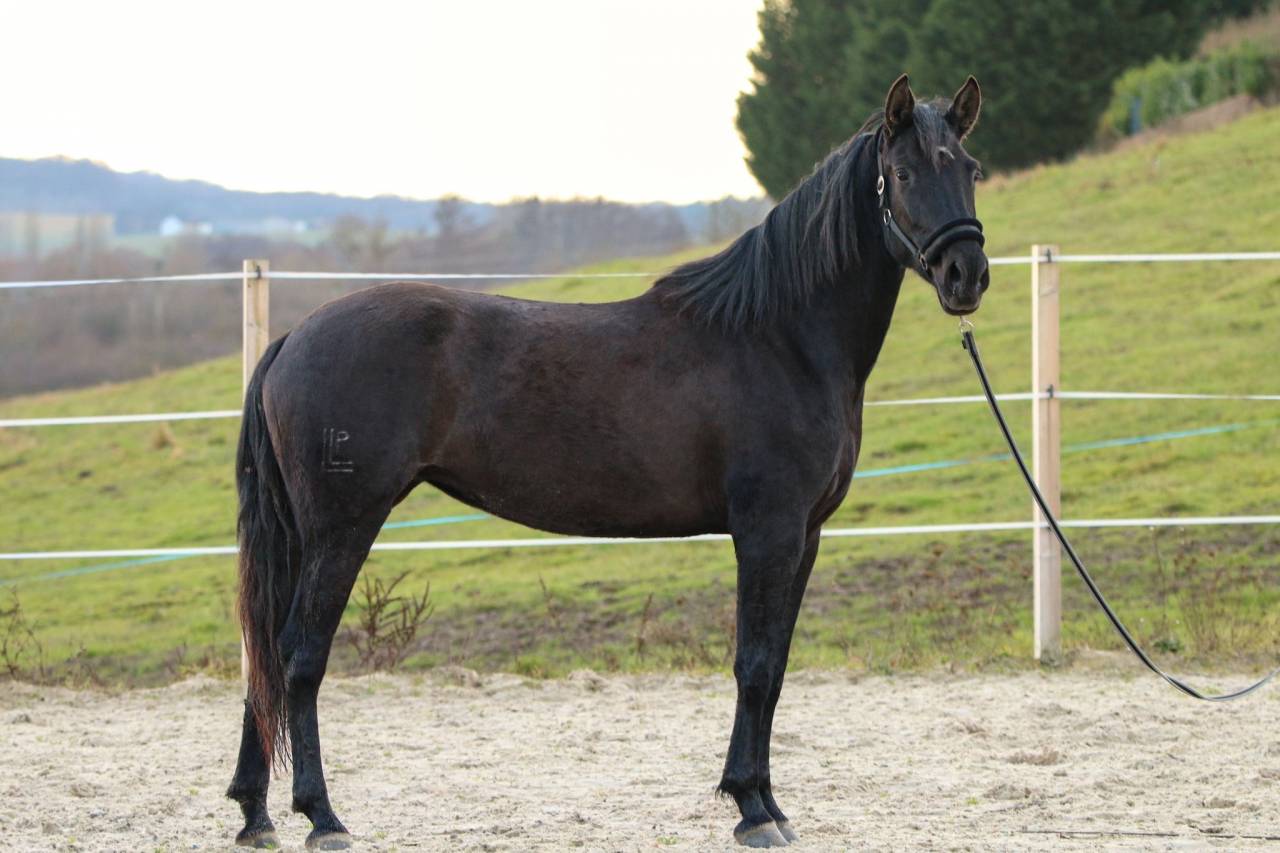 Mare PRE Pure Spanish Bred For sale 2020 Black