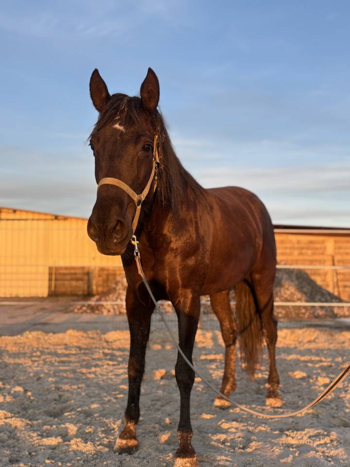 Mare PRE Pure Spanish Bred For sale 2020 Black