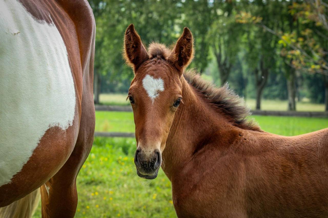 Mare Selle Fran&ccedil;ais For sale 2024 Dark Bay