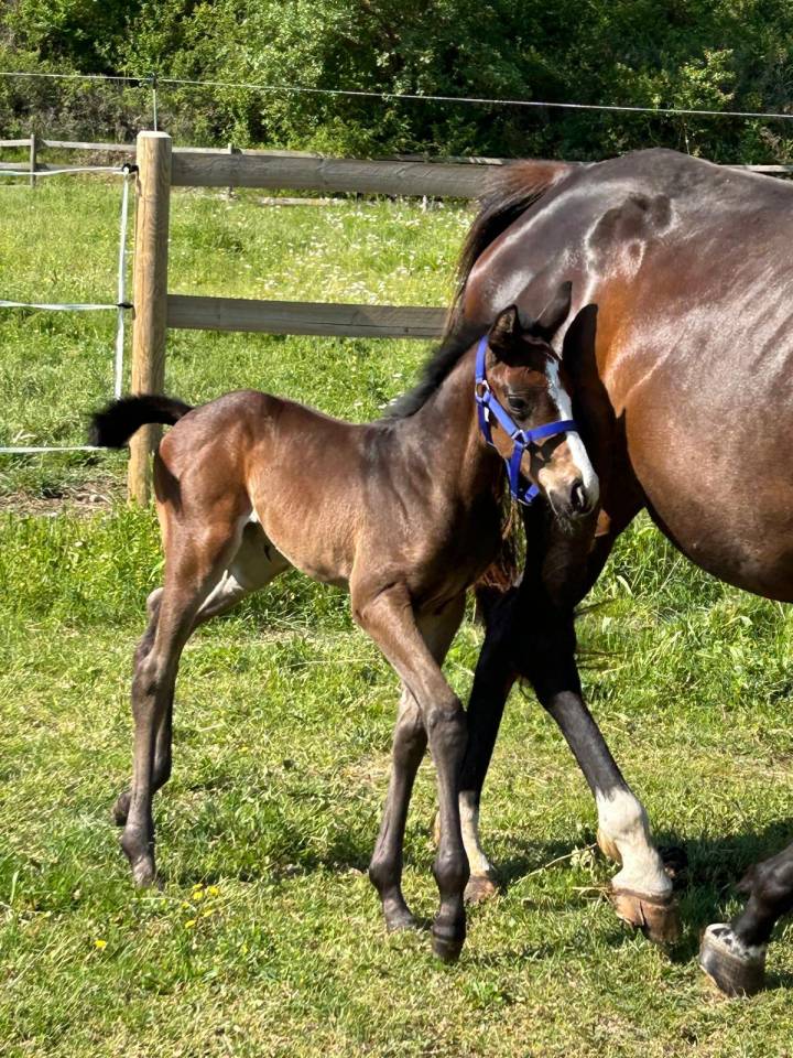 Mare Selle Fran&ccedil;ais For sale 2024 Dark Bay