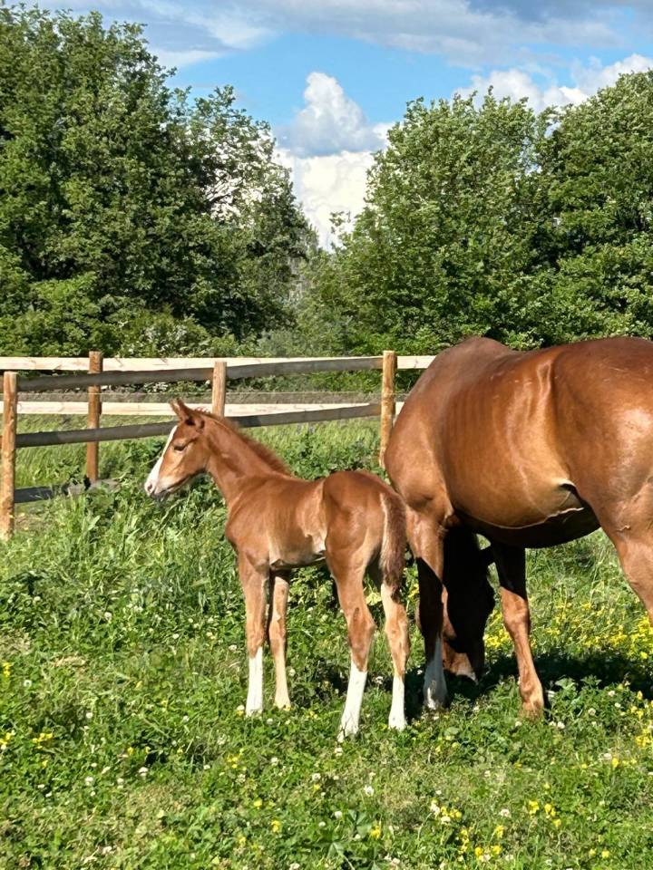 Mare Selle Fran&ccedil;ais For sale 2024 Dark Bay