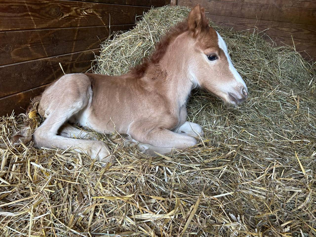 Mare Selle Fran&ccedil;ais For sale 2024 Dark Bay