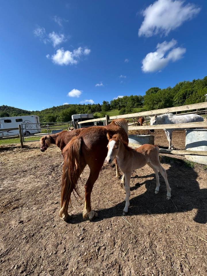 Mare Selle Fran&ccedil;ais For sale 2024 Dark Bay