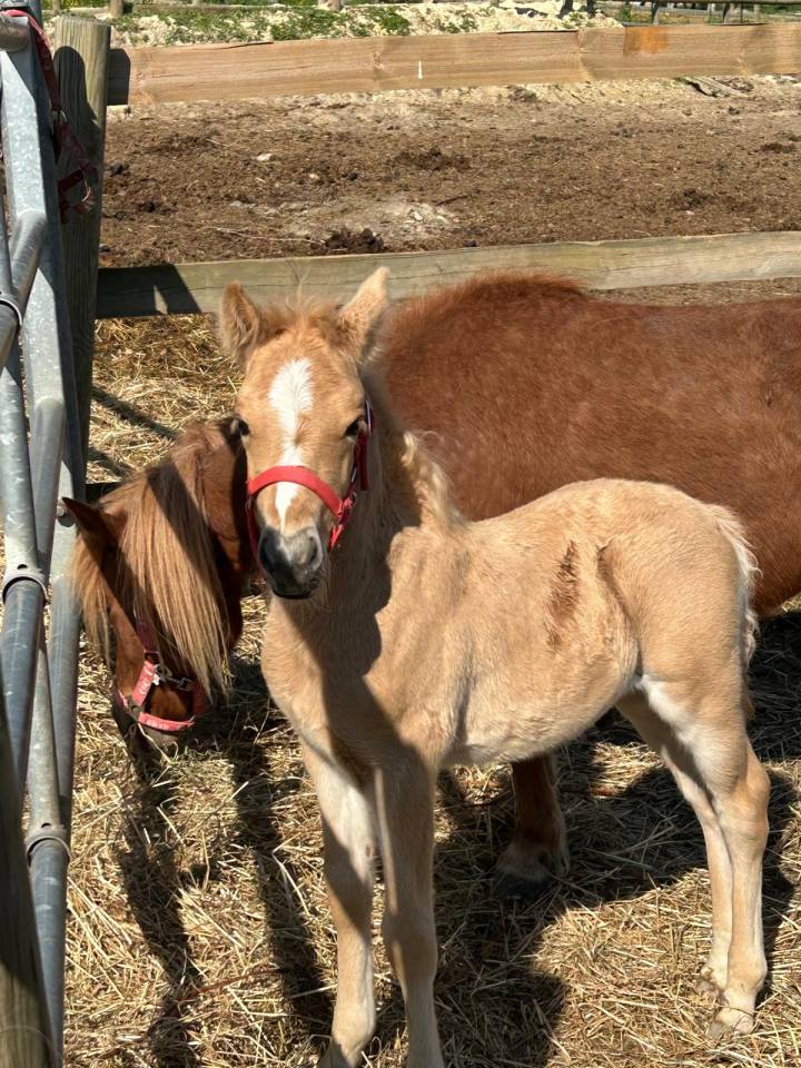 Mare Selle Fran&ccedil;ais For sale 2024 Dark Bay