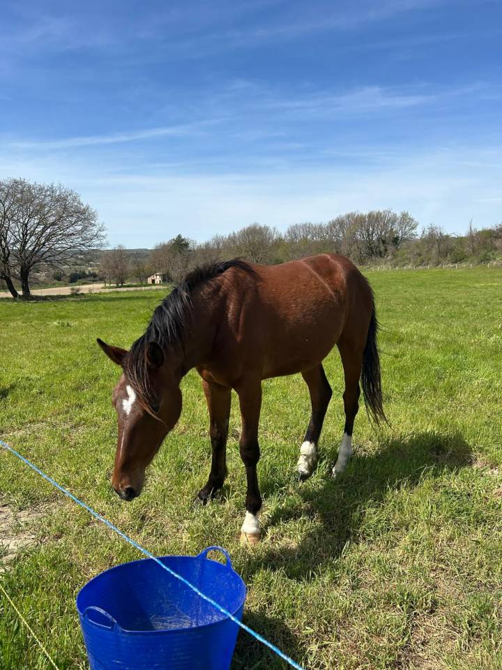 Mare Selle Fran&ccedil;ais For sale 2024 Dark Bay