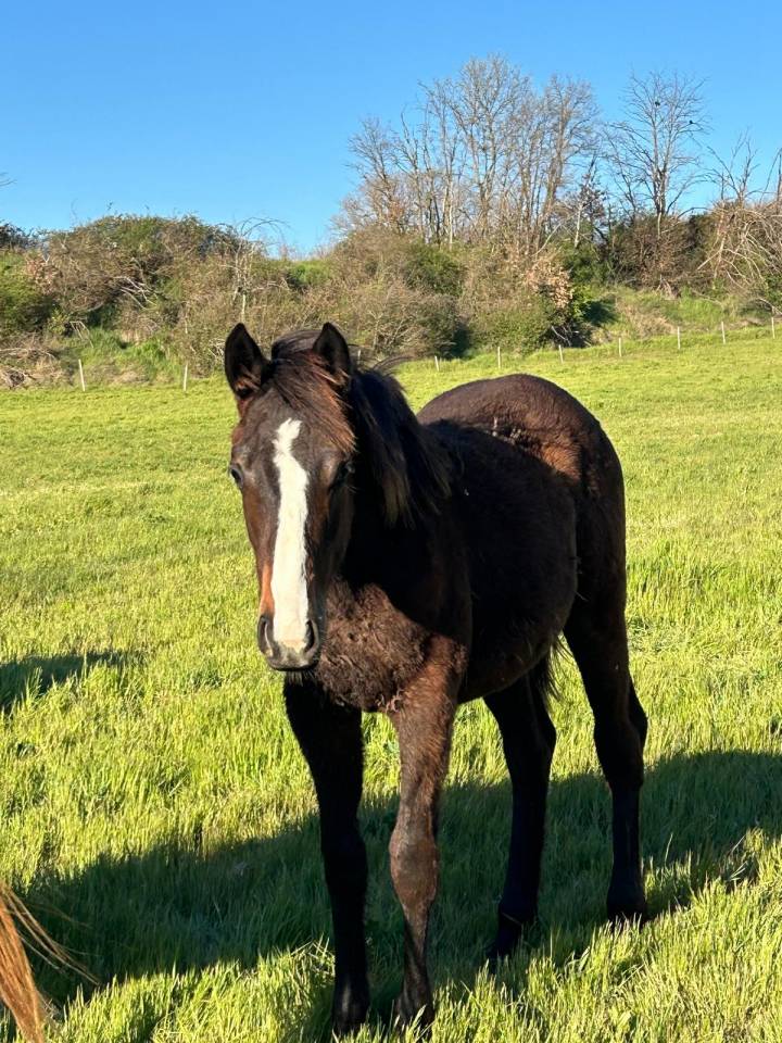 Mare Selle Fran&ccedil;ais For sale 2024 Dark Bay