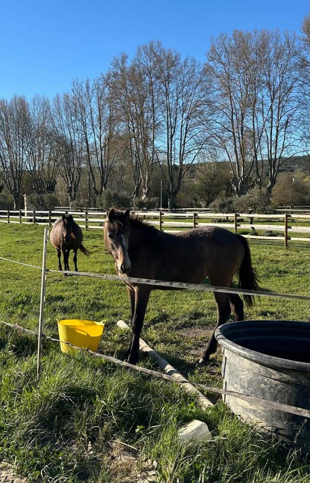 Mare Selle Fran&ccedil;ais For sale 2024 Dark Bay