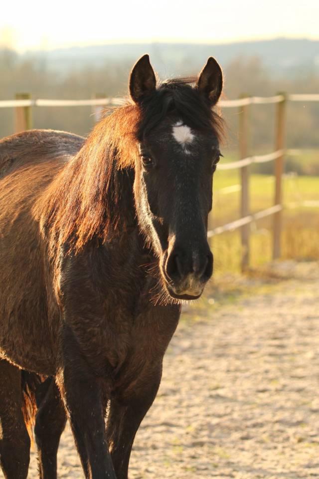 Filly PRE Pure Spanish Bred For sale 2024 Grey
