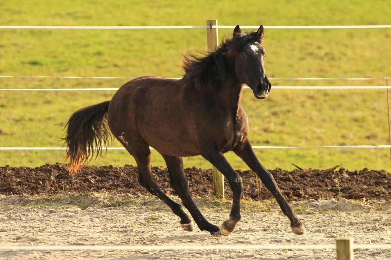 Filly PRE Pure Spanish Bred For sale 2024 Grey