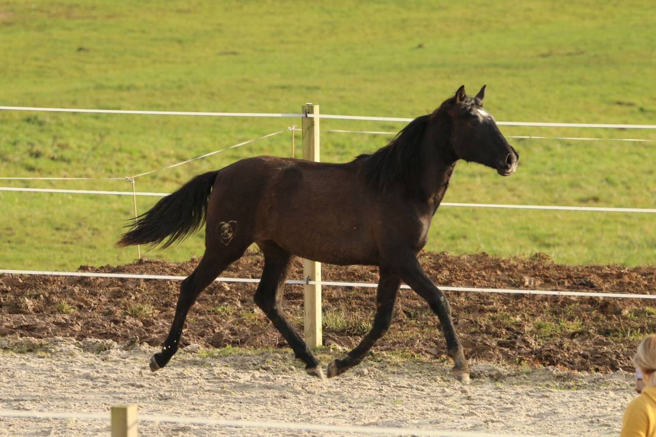 Filly PRE Pure Spanish Bred For sale 2024 Grey