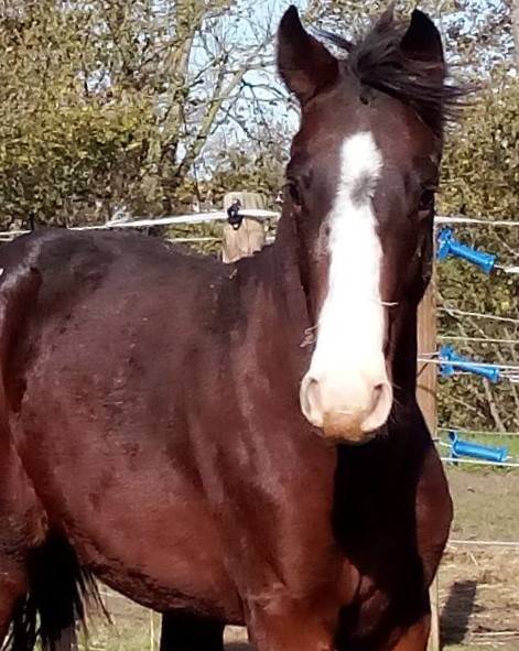 Entire French Saddle Pony For sale 2024 Dark Bay
