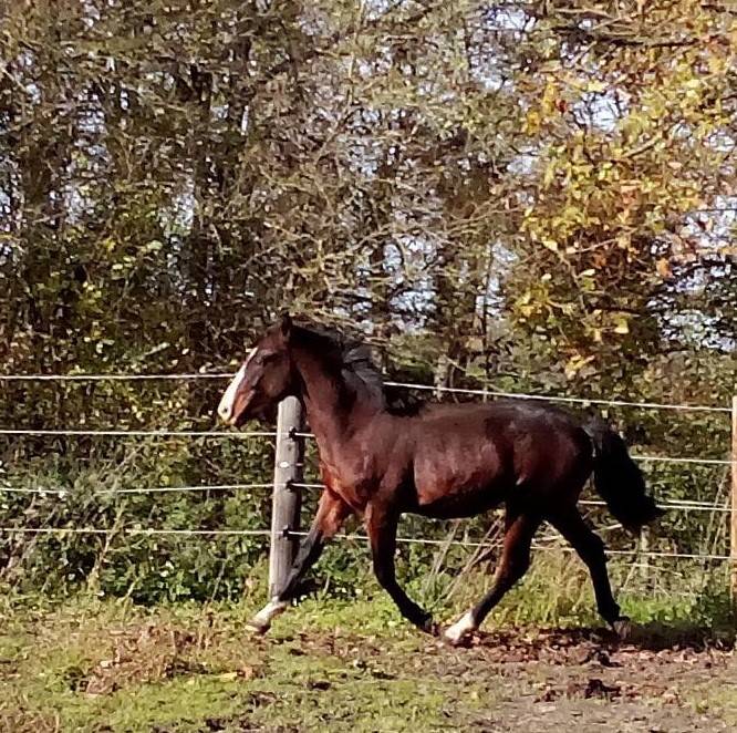 Entire French Saddle Pony For sale 2024 Dark Bay