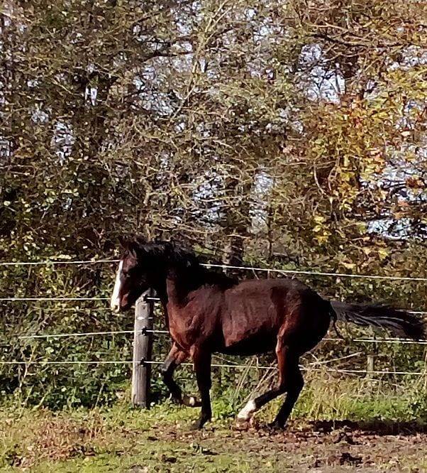 Entire French Saddle Pony For sale 2024 Dark Bay