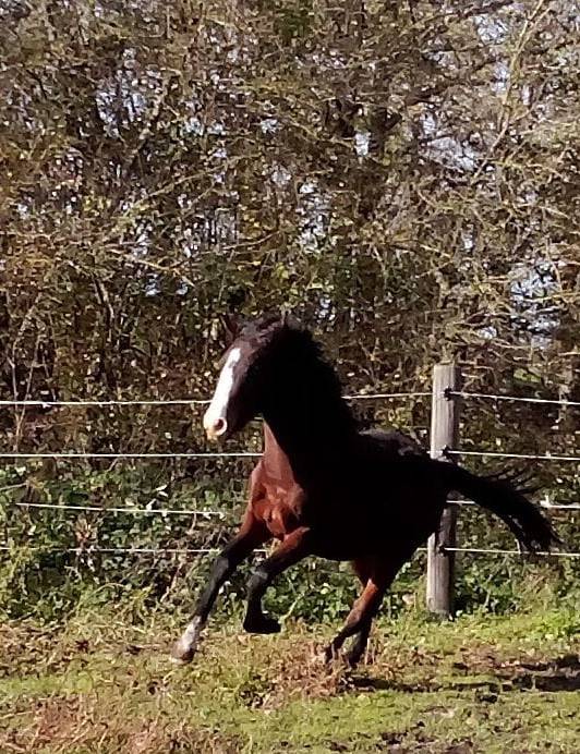 Entire French Saddle Pony For sale 2024 Dark Bay
