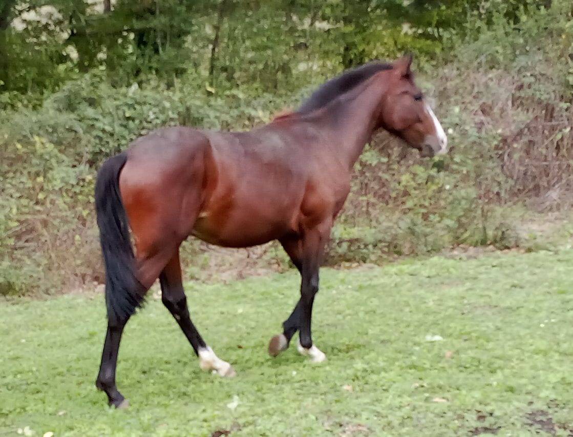Entire French Saddle Pony For sale 2024 Dark Bay