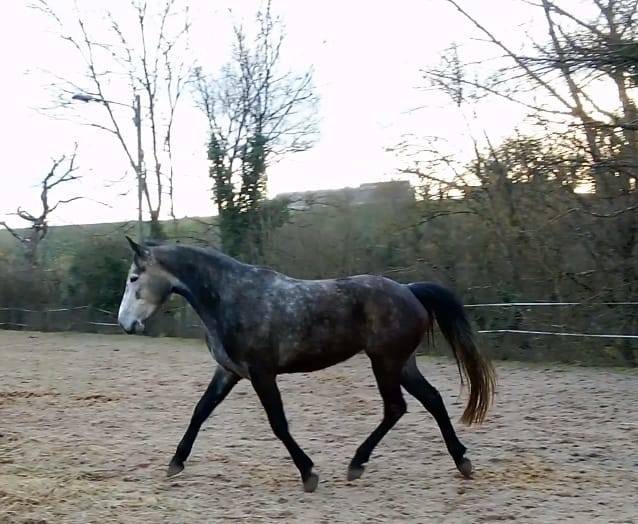 Mare Connemara For sale 2021 Grey