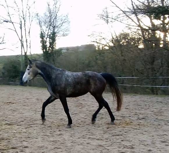 Mare Connemara For sale 2021 Grey