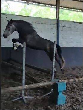 Mare Connemara For sale 2021 Grey