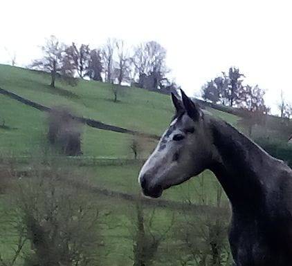 Mare Connemara For sale 2021 Grey