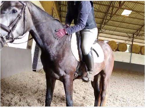 Mare Connemara For sale 2021 Grey