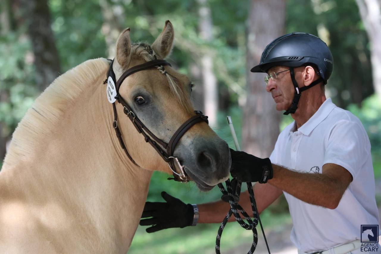 Gelding Fjord For sale 2022 Buckskin