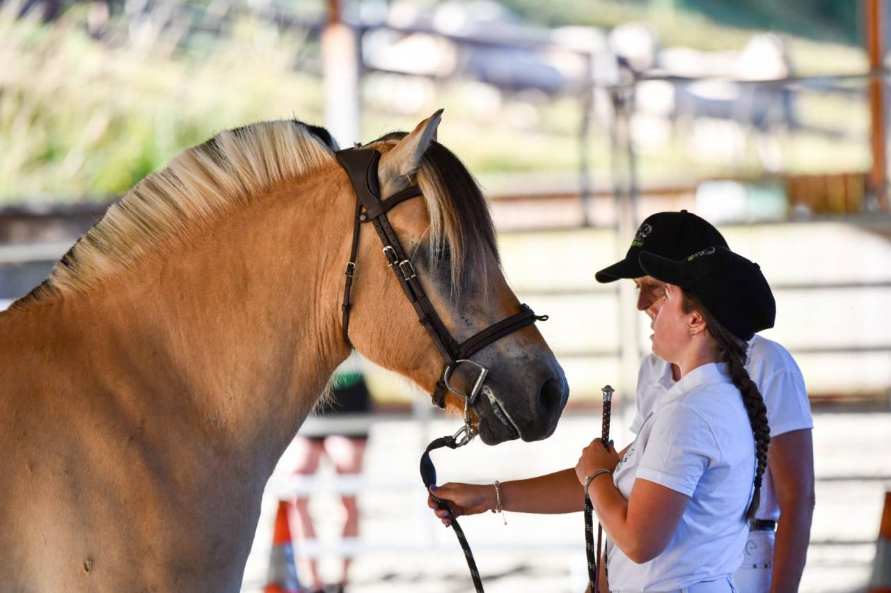 Gelding Fjord For sale 2022 Buckskin