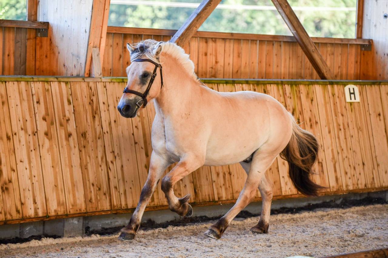 Gelding Fjord For sale 2022 Buckskin