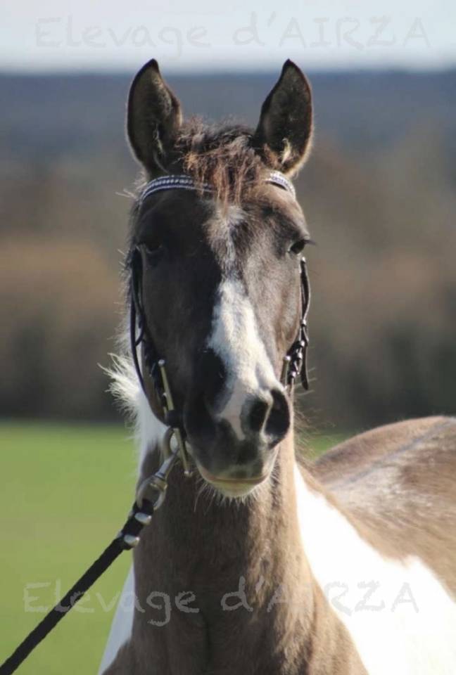 Milly boy de l etre - Paint 2022 by Pepsi poco smoke USA