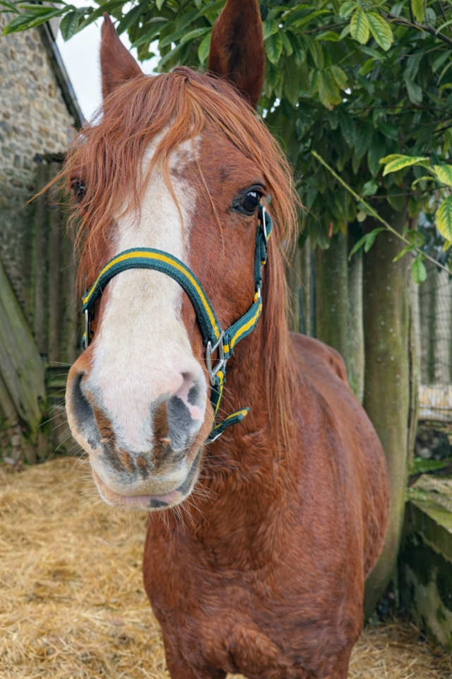 Entire Arabian For sale 2012 Chesnut