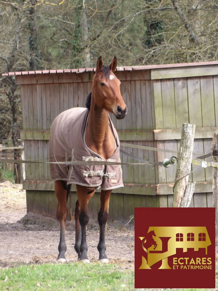 Equestrian property  Landes