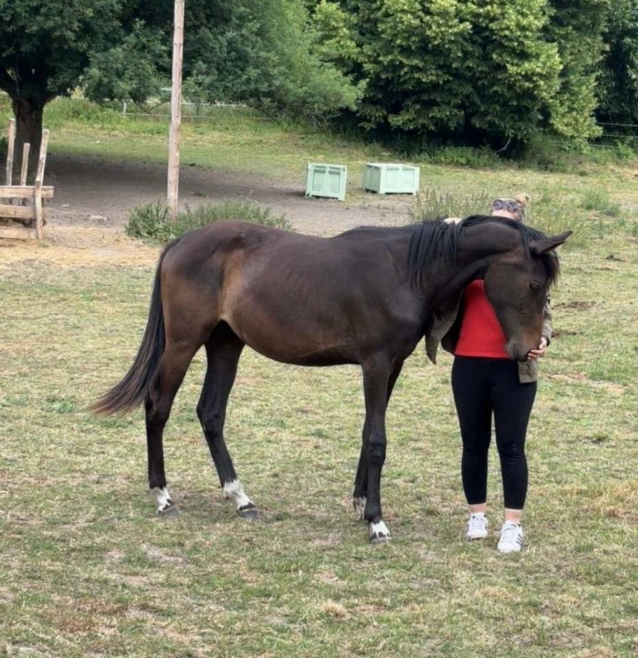 Mare Zangersheide For sale 2023 Dark Bay