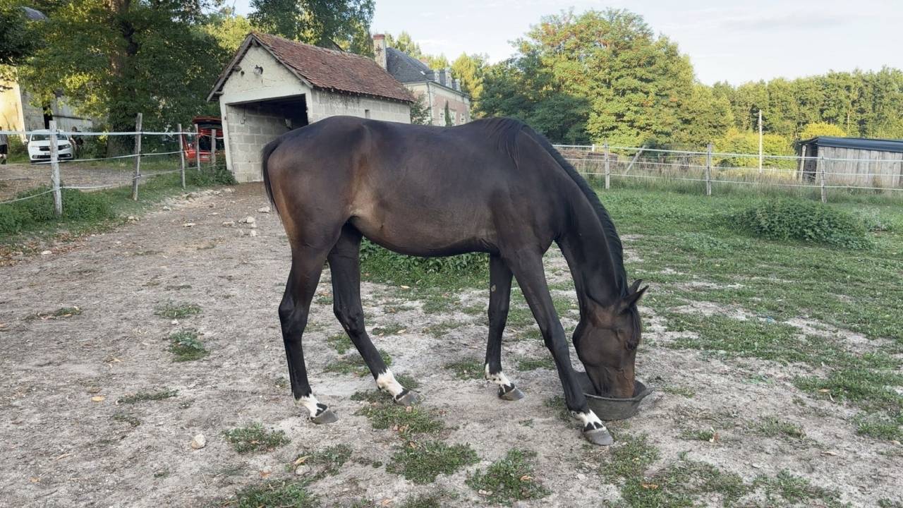 Mare Zangersheide For sale 2023 Dark Bay