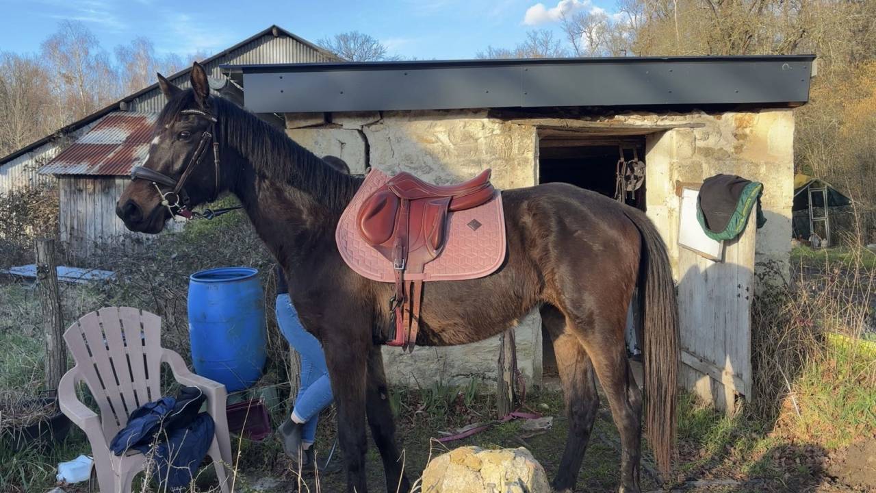 Mare Zangersheide For sale 2023 Dark Bay