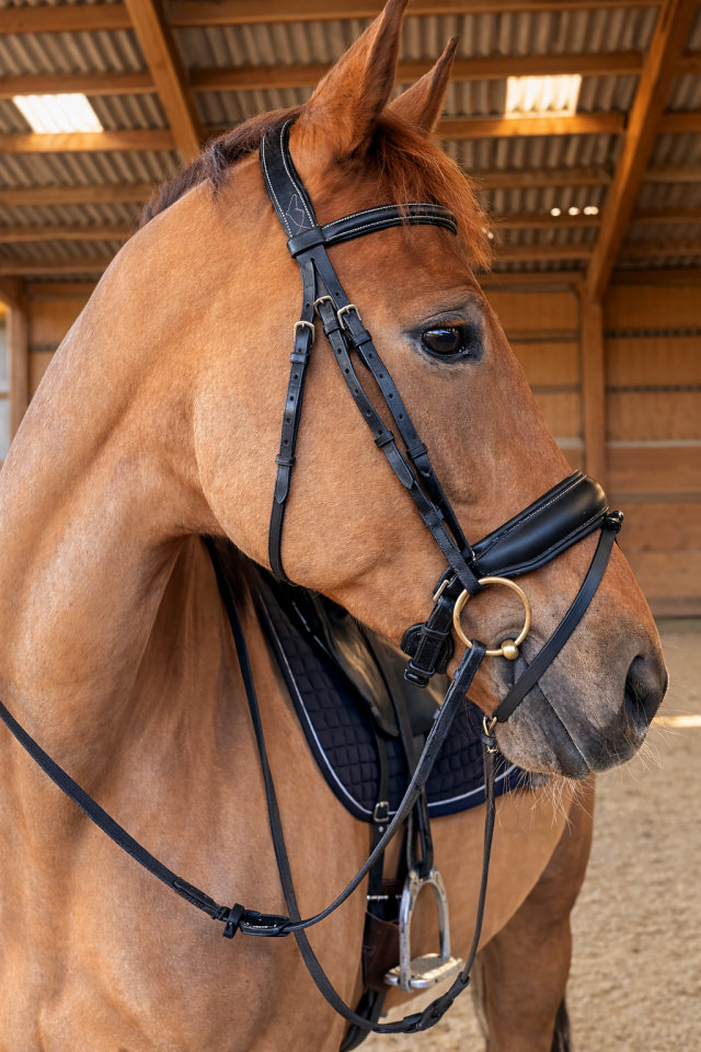 Mare KWPN Dutch Warmblood For sale 2016 Liver chestnut