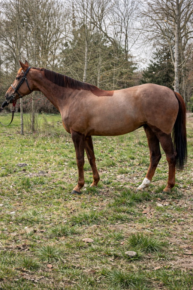 Mare KWPN Dutch Warmblood For sale 2016 Liver chestnut